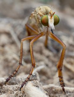 1500diogmites angustipennis DSC1211 DxO by Pdeley. Used under a CC BY-SA 4.0 license.