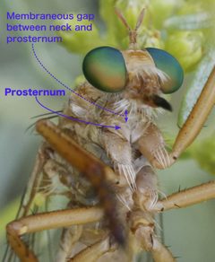 Diogmites-prosternum by Pdeley. Used under a CC BY-SA 4.0 license.