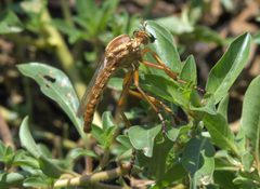 Diogmites angustipennis P1250159a by 
xpda. Used under a CC BY-SA 4.0 license.