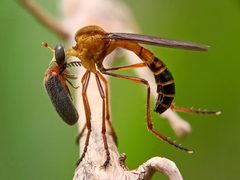 Diogmites neoternatus by Zakidot. Used under a CC0 license.