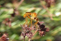 Saropogon luteus - inat 128536670 by {{{name}}}. Used under a CC BY 4.0 license.