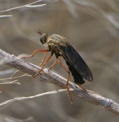 Saropogon pritchardi P1210602a by
xpda. Used under a CC BY-SA 4.0 license.