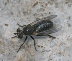 Atomosia melanopogon P1100389a by 
xpda. Used under a CC BY-SA 4.0 license.
