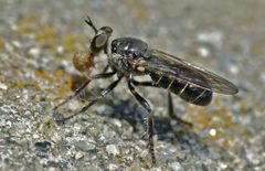 Atomosia puella 1749491 by Steve Kerr. Used under a CC BY 4.0 license.