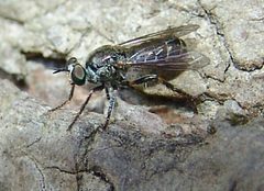 Atomosia puella 20385414 by Gordon C. Snelling. Used under a CC BY 4.0 license.