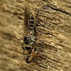 Little Robber Fly - Flickr - treegrow by Katja Schulz from Washington, D. C., USA. Used under a CC BY 2.0 license.
