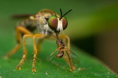 Atomosia rufipes robber fly - Oklahoma - Flickr - Thomas Shahan 3 by Thomas Shahan. Used under a CC BY 2.0 license.