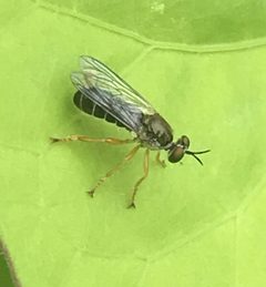 Atomosia sayii by iNaturalist user: calinsdad. Used under a CC0 license.
