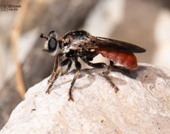 Cerotainiops omus by Luis Fernando Valdez Ojeda. Used under a CC BY 4.0 license.