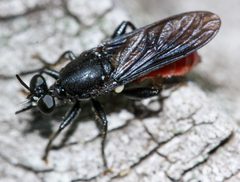 Lampria bicolor - inat 208639020 by {{{name}}}. Used under a CC BY 4.0 license.