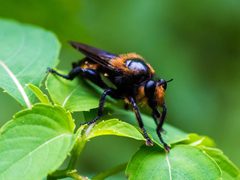 Laphria apila by Melissa McMasters. Used under a CC BY 4.0 license.