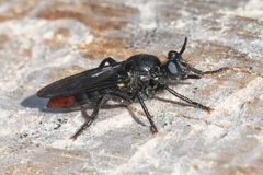 Laphria felis - inat 143449146 by {{{name}}}. Used under a CC BY 4.0 license.