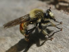 Laphria fernaldi1 by JerryFriedman. Used under a CC BY-SA 3.0 license.