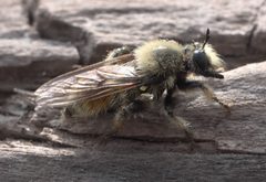 Laphria fernaldi P1290648a by 
xpda. Used under a CC BY-SA 4.0 license.