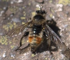 Laphria fernaldi P1300614b by 
xpda. Used under a CC BY-SA 4.0 license.