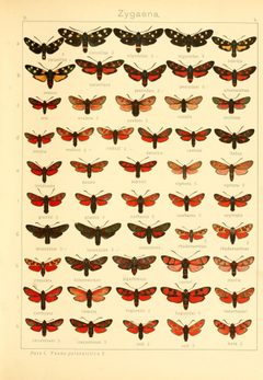 Diegrossschmette02seit 0019 by Unknown. (Editor: Adalbert Seitz). Used under a Public domain license.