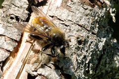 Laphria.flava by James K. Lindsey. Used under a CC BY-SA 3.0 license.