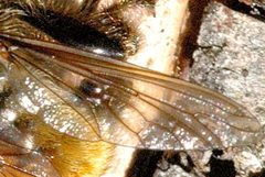 Laphria.flava.wing.detail by James K. Lindsey. Used under a CC BY-SA 3.0 license.