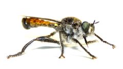Laphria index by Dan MacNeal. Used under a CC BY 4.0 license.