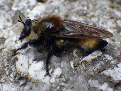 Laphria insignis by Ben Armstrong. Used under a CC BY 4.0 license.