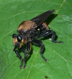 Laphria lata P1440587a by 
xpda. Used under a CC BY-SA 4.0 license.
