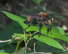 Laphria lata P1440634a by 
xpda. Used under a CC BY-SA 4.0 license.