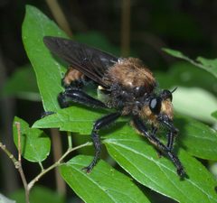Laphria lata P1440636a by 
xpda. Used under a CC BY-SA 4.0 license.