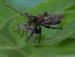 Laphria lata P1450837a by 
xpda. Used under a CC BY-SA 4.0 license.