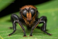 Laphria lata robber fly portrait - Oklahoma - Flickr - Thomas Shahan 3 by Thomas Shahan. Used under a CC BY 2.0 license.