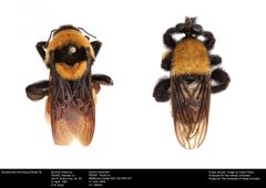 Bumble bee mimicking Robber fly by insectsunlocked. Used under a CC0 license.
