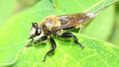 Laphria posticata by Dan MacNeal. Used under a CC BY 4.0 license.