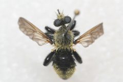 Laphria posticata 208642963 by Quinten Wiegersma. Used under a CC BY 4.0 license.