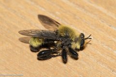 Laphria posticata 211963802 by David McCorquodale. Used under a CC BY 4.0 license.