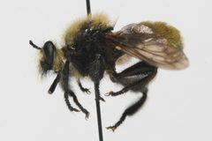 Laphria posticata 265854264 by Quinten Wiegersma. Used under a CC BY 4.0 license.