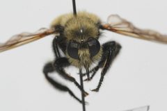 Laphria posticata 265854271 by Quinten Wiegersma. Used under a CC BY 4.0 license.