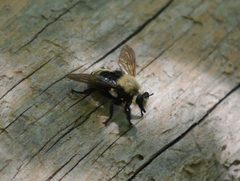 Laphria posticata 8652216 by Matt Muir. Used under a CC BY 4.0 license.