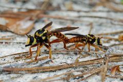 Flickr - ggallice - Robber fly mating pair by Geoff Gallice from Gainesville, FL, USA. Used under a CC BY 2.0 license.