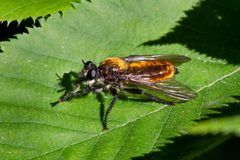 Asilidae- Laphria sericea complex by Kristof Zyskowski &amp; Yulia Bereshpolova. Used under a CC BY 2.0 license.