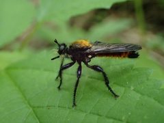 Laphria sericea by Evan M. Raskin. Used under a CC BY 4.0 license.
