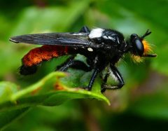 Laphria trux by iNaturalist user: dlbowls. Used under a CC BY 4.0 license.