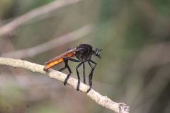 Archilestris magnificus 157666396 by José Belem Hernández Díaz. Used under a CC BY 4.0 license.