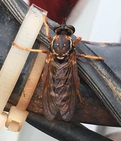 Ceraturgus fasciatus by Ken Ramey. Used under a CC0 license.