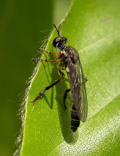 Asilidae Dioctria hyalipennis fg02 by Fritz Geller-Grimm. Used under a CC BY-SA 2.5 license.