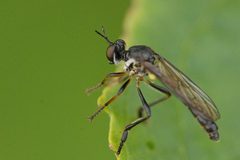 Dioctria.hyalipennis.-.lindsey by James K. Lindsey. Used under a CC BY-SA 3.0 license.