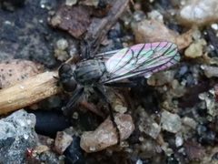 Lasiopogon currani by iNaturalist Canada user: jmass. Used under a CC BY 4.0 license.