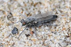Lasiopogon littoris by Chloe and Trevor Van Loon. Used under a CC BY 4.0 license.