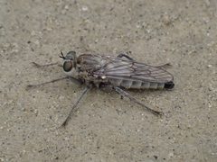 Lasiopogon quadrivittatus by Jessee J. Smith. Used under a CC BY 4.0 license.