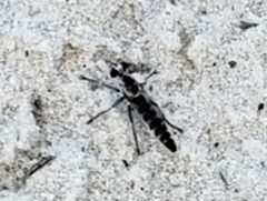 Stichopogon abdominalis by Arturo Santos. Used under a CC BY 4.0 license.