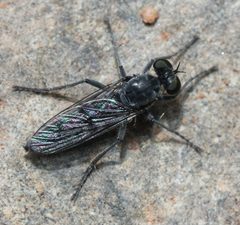 Stichopogon catulus by Even Dankowicz. Used under a CC BY 4.0 license.