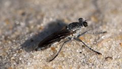Three-banded Robber Fly by Mike Ostrowski. Used under a CC BY-SA 2.0 license.